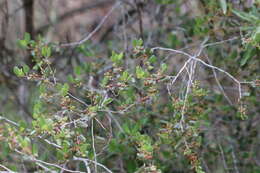 Imagem de Endotropis crocea subsp. pilosa (Trel. ex Curran) Hauenschild