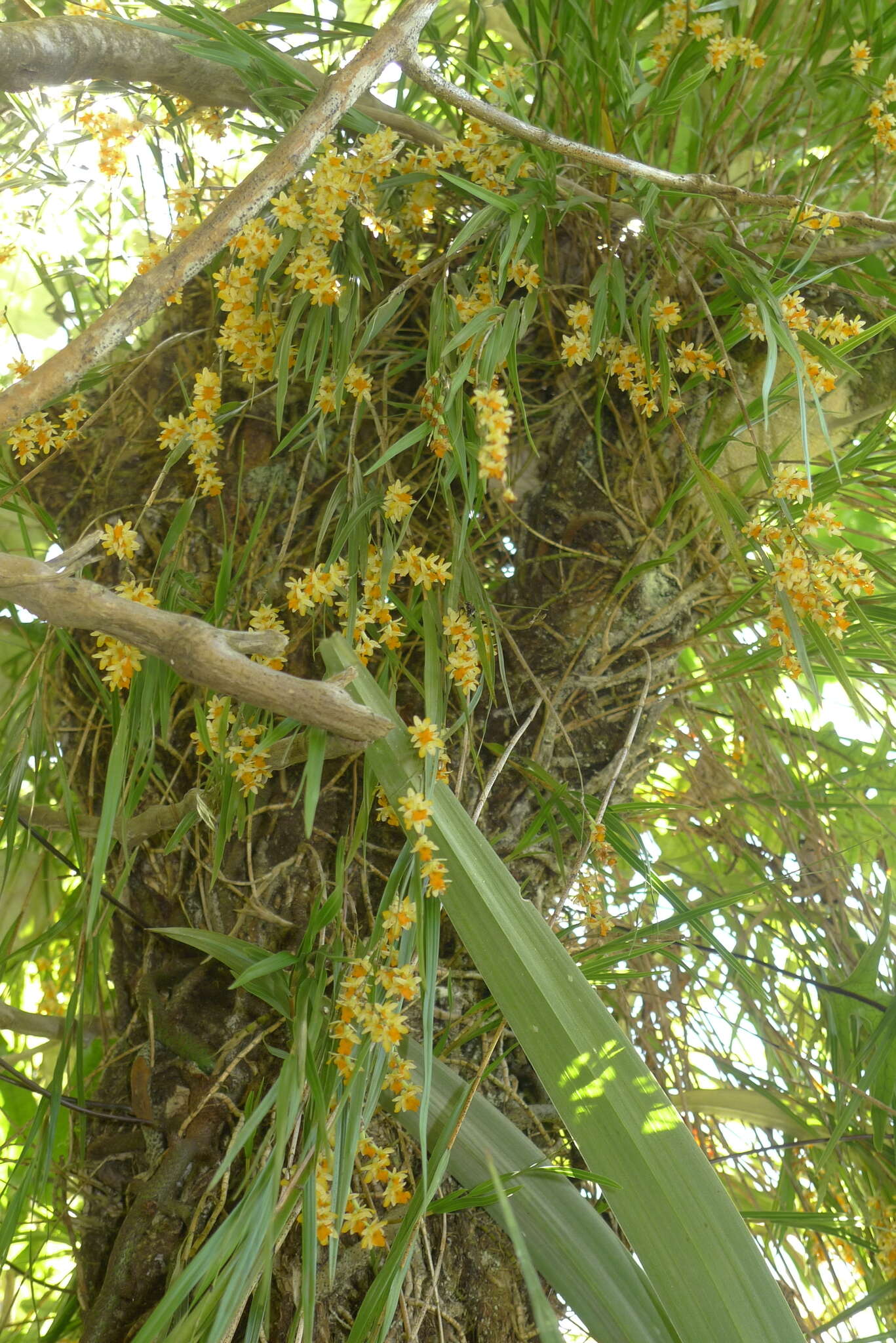 Plancia ëd Earina mucronata Lindl.