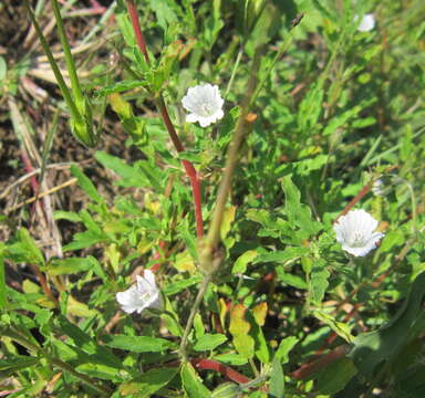 Image of Monsonia angustifolia E. Mey.