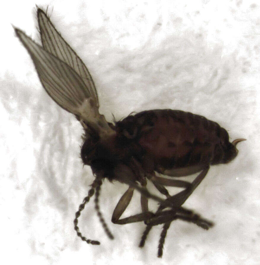 Image of Psychoda acutipennis Tonnoir 1920