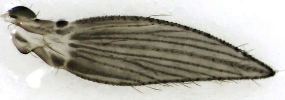 Image of Psychoda acutipennis Tonnoir 1920