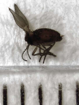 Image of Psychoda acutipennis Tonnoir 1920