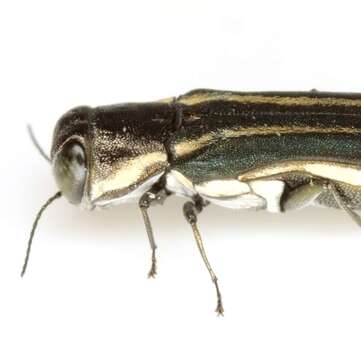 Imagem de Agrilus bilineatus (Weber 1801)