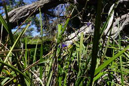 Image of Dianella revoluta var. revoluta