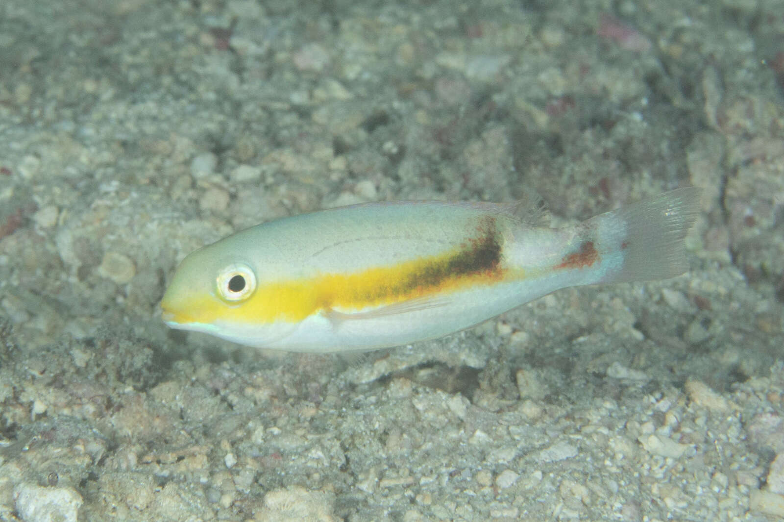 Image of Blackwedge tuskfish