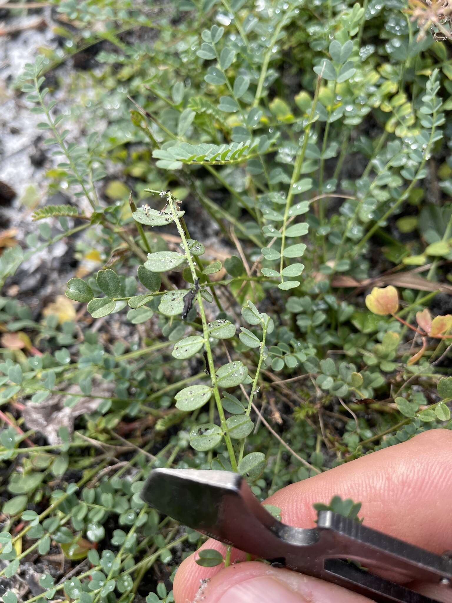 Sivun Astragalus obcordatus Ell. kuva