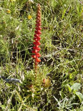 Image of Villadia cucullata Rose