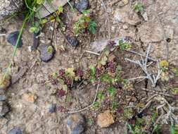 Image of Hydrocotyle callicarpa Bunge