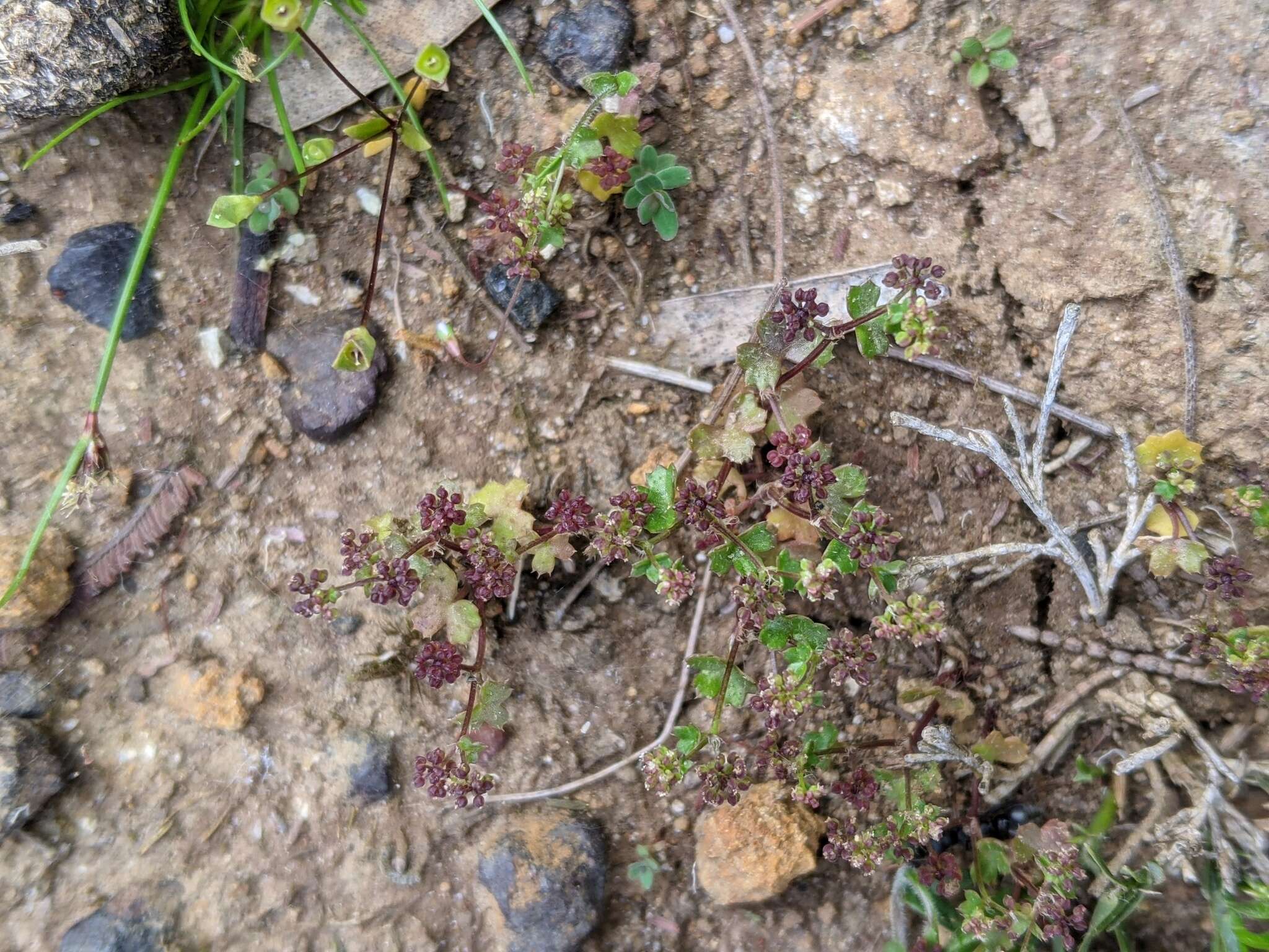 Image of Hydrocotyle callicarpa Bunge