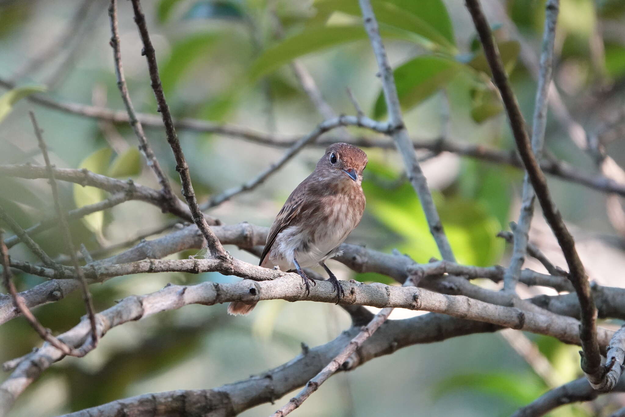 Image of Brown-streaked Flycatcher