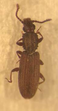 Image of Merchant Grain Beetle