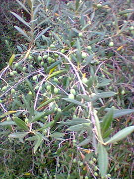 Image of olive tree