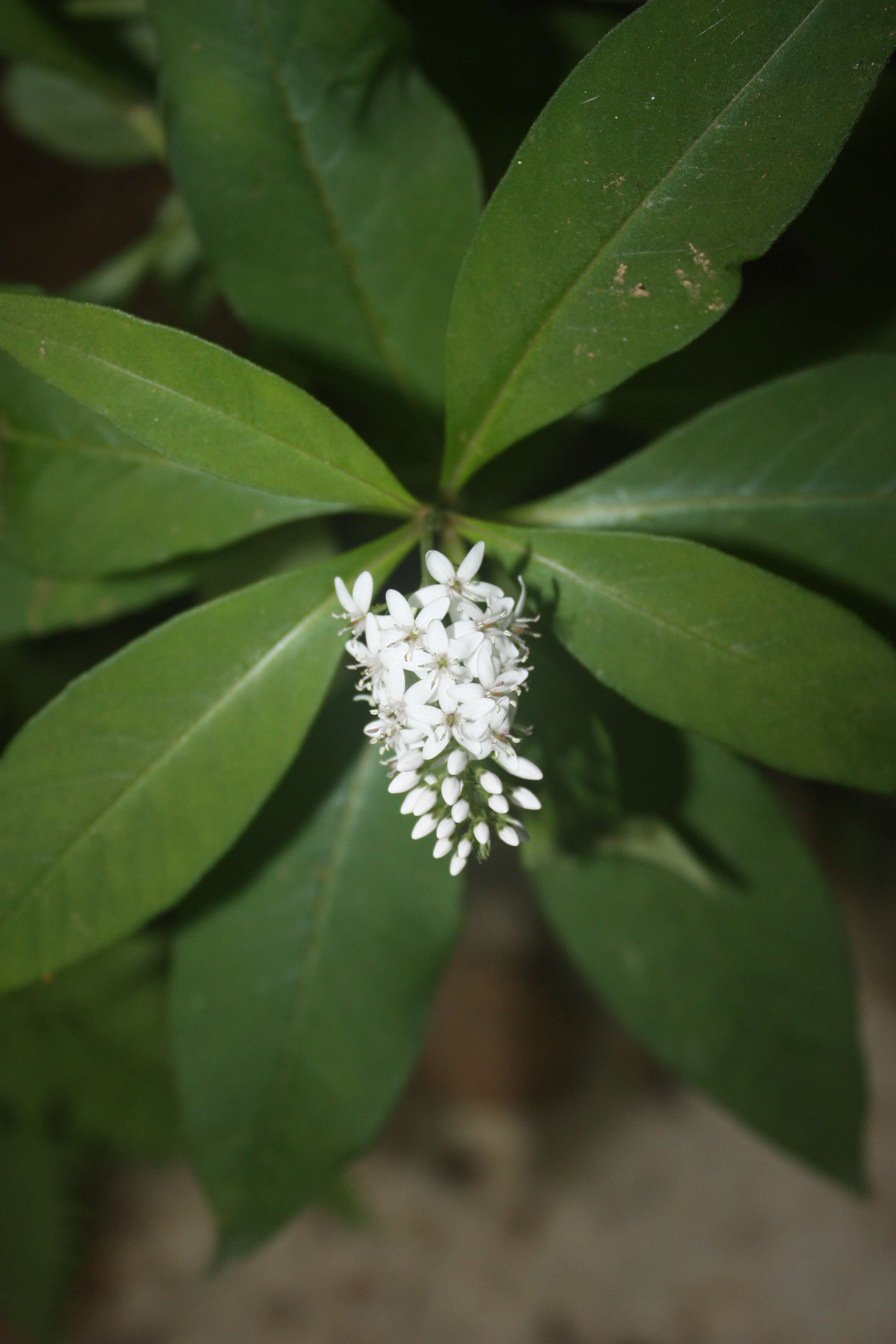 Image of gooseneck yellow loosestrife