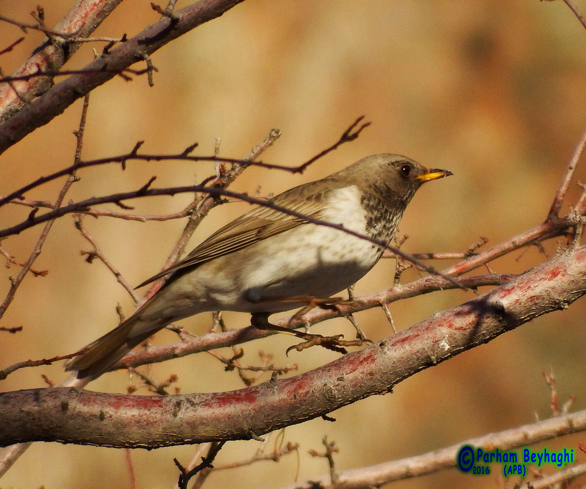 Imagem de Turdus atrogularis Jarocki 1819