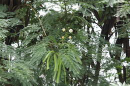 Image of white leadtree