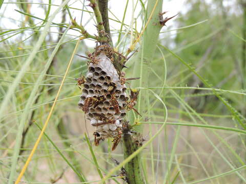 Plancia ëd Polistes exclamans Viereck 1906