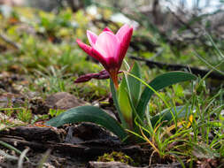 Plancia ëd Hesperantha humilis Baker