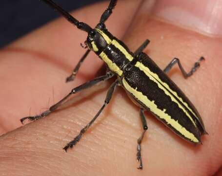 Слика од Neoptychodes hondurae (White 1858)