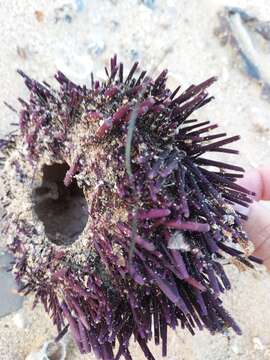 Image of Spiny Sea Urchin