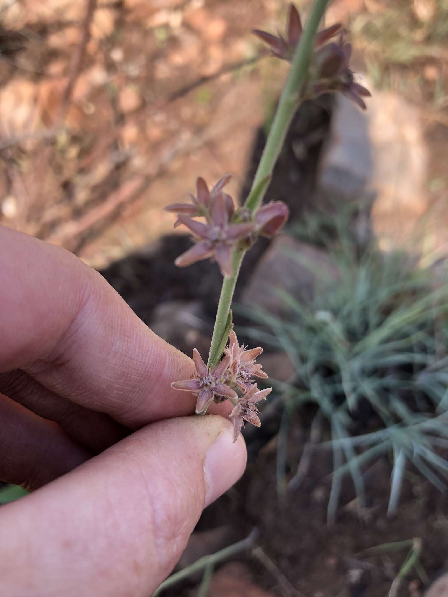 Image of Aspidoglossum biflorum E. Mey.