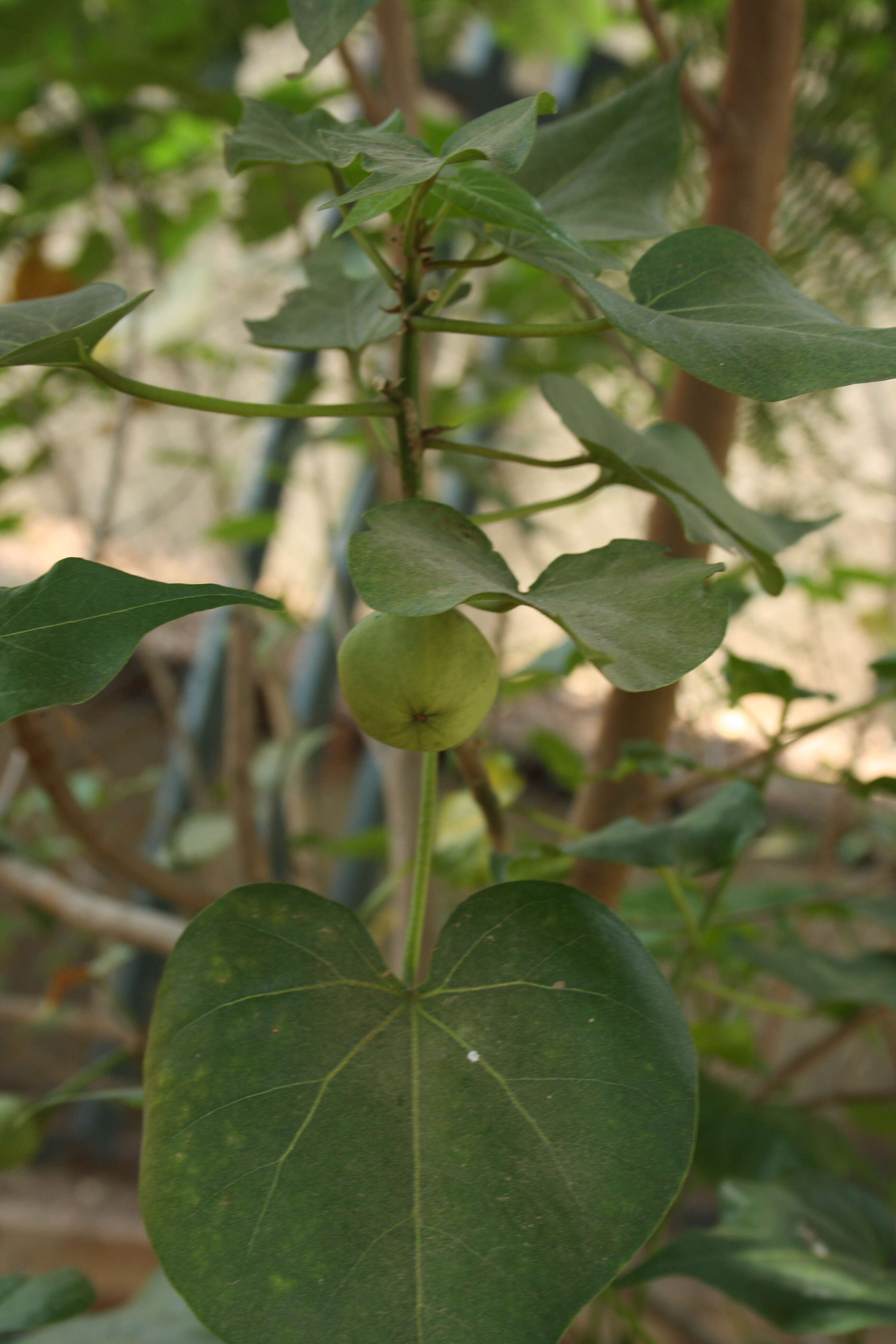 Image of Portia tree