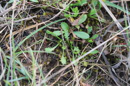 Слика од Achillea ageratum L.