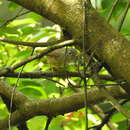 Image of Huet's Fulvetta