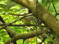 Image of Huet's Fulvetta