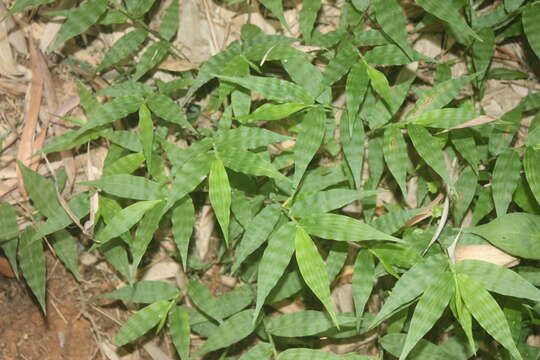 Image of Wavyleaf Basketgrass