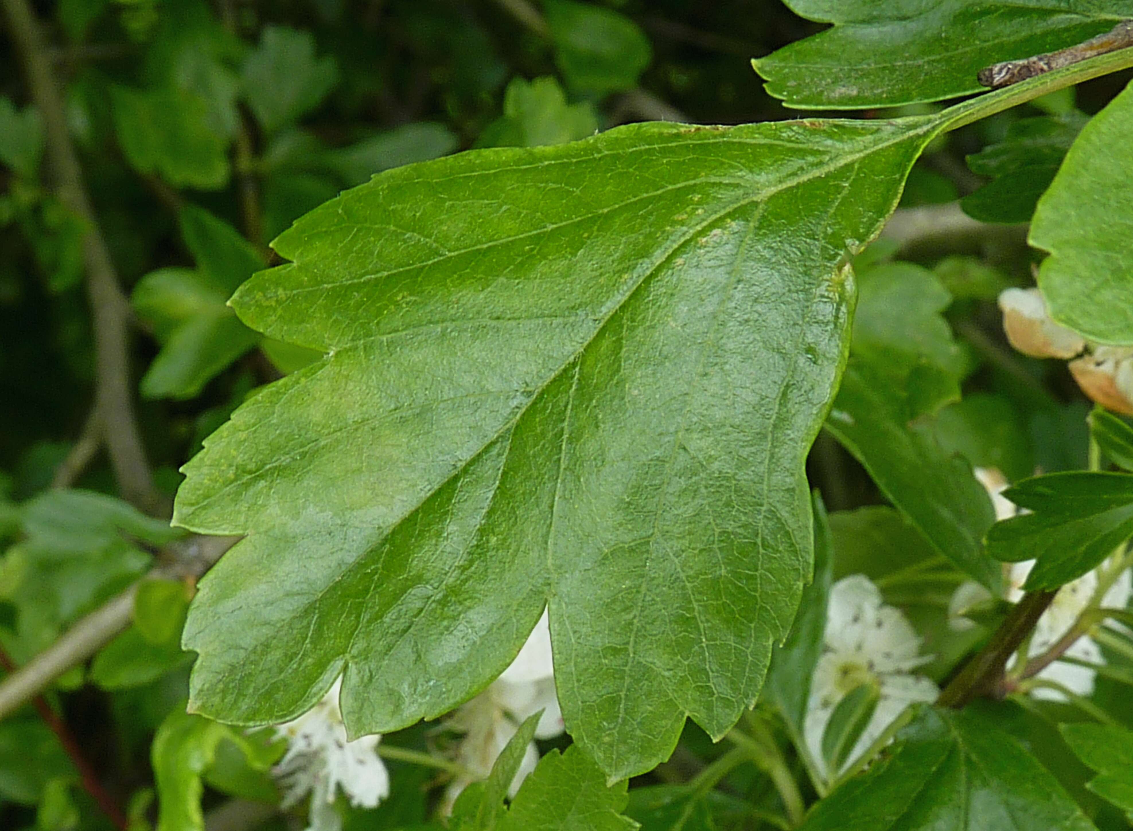 صورة Crataegus media Bechst.