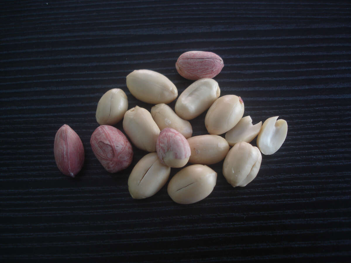 Plancia ëd Arachis hypogaea L.