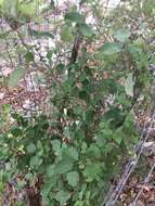 Styrax platanifolius subsp. texanus (Cory) P. W. Fritsch的圖片