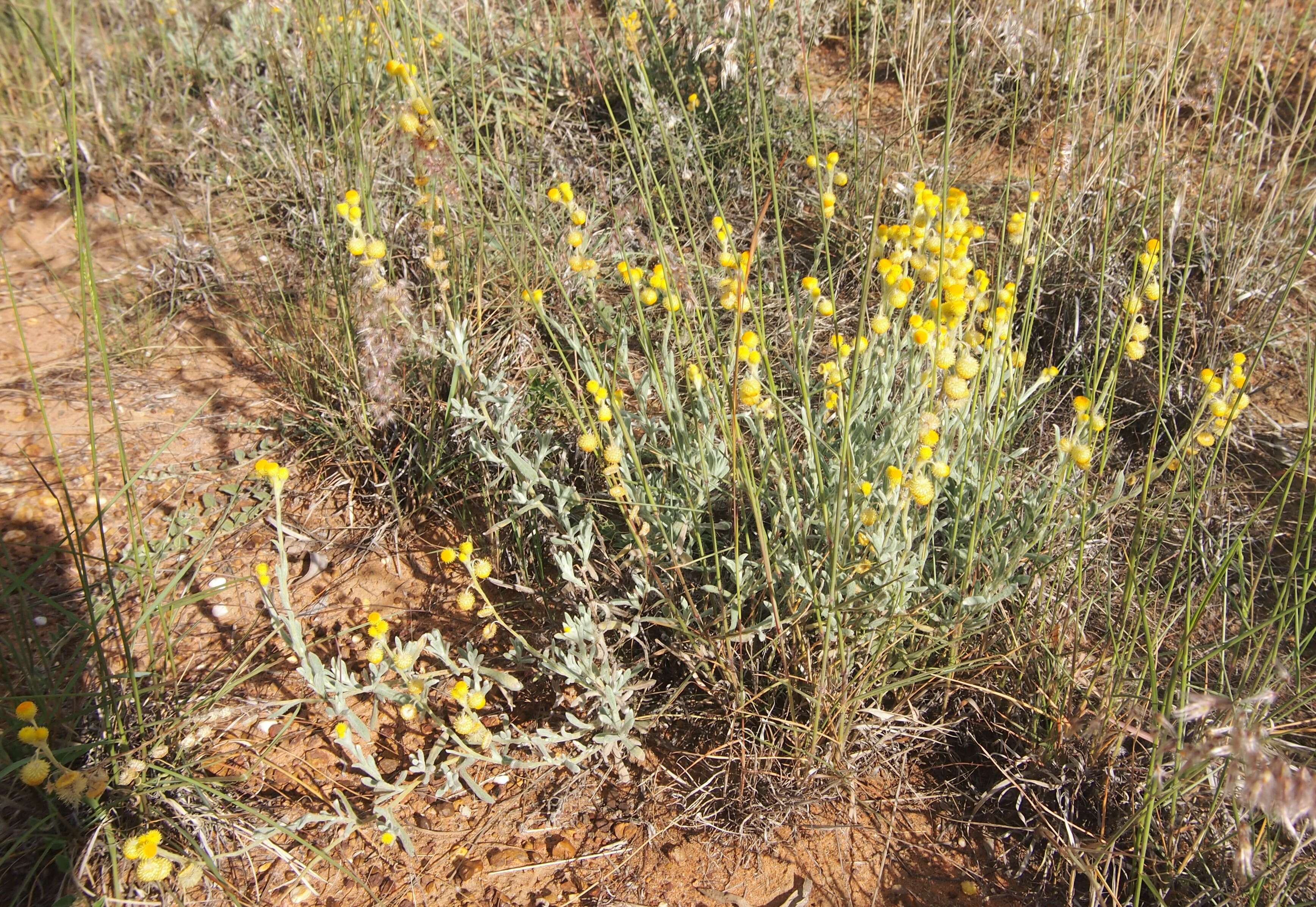 Image of Chrysocephalum apiculatum (Labill.) Steetz