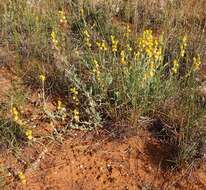 Image of Chrysocephalum apiculatum (Labill.) Steetz