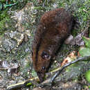 صورة Hylomys suillus Müller 1840