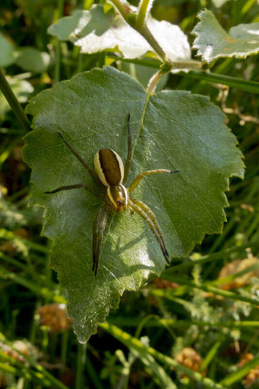 Image of Raft spider