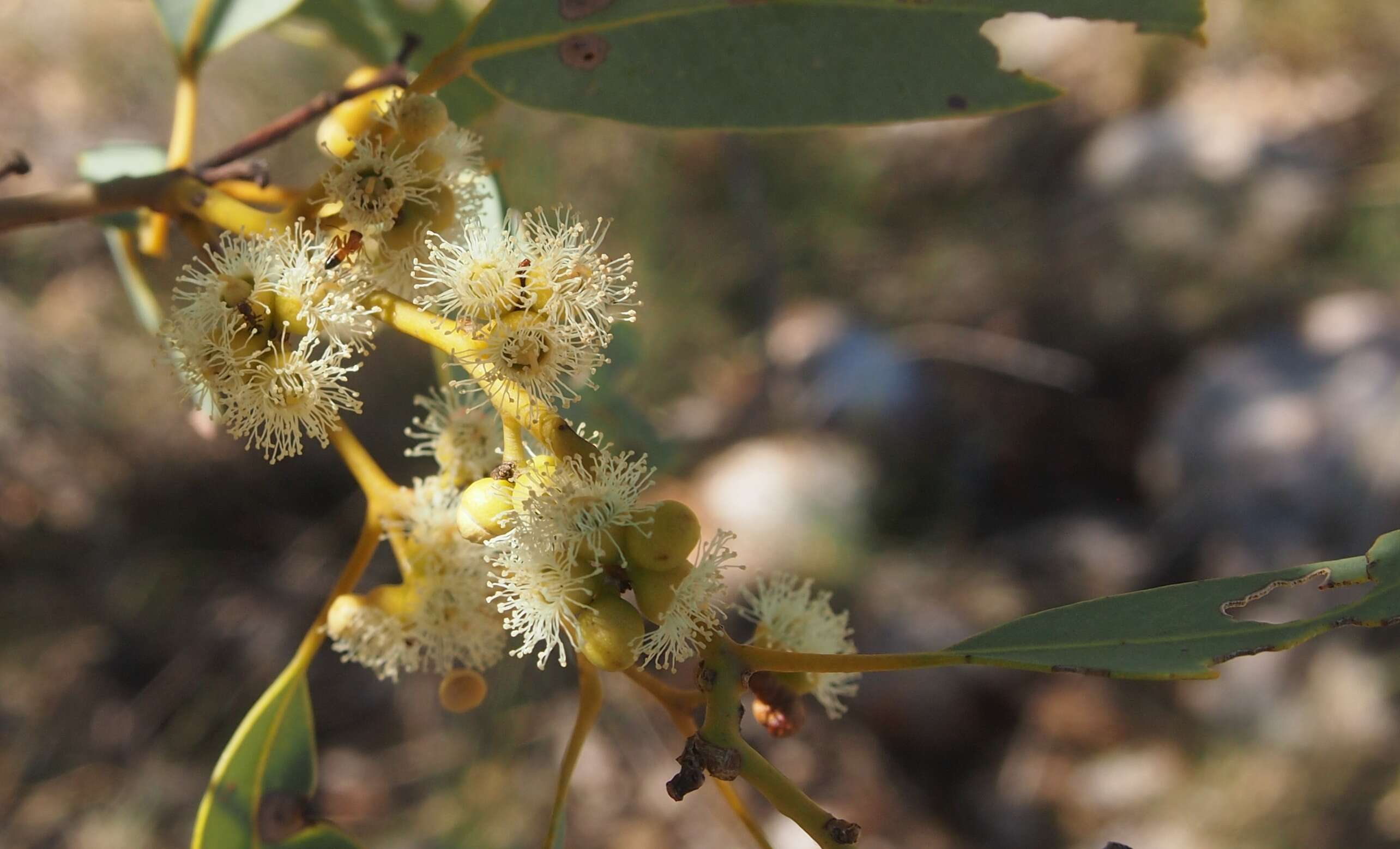 Image of Eucalyptus leucophloia M. I. H. Brooker