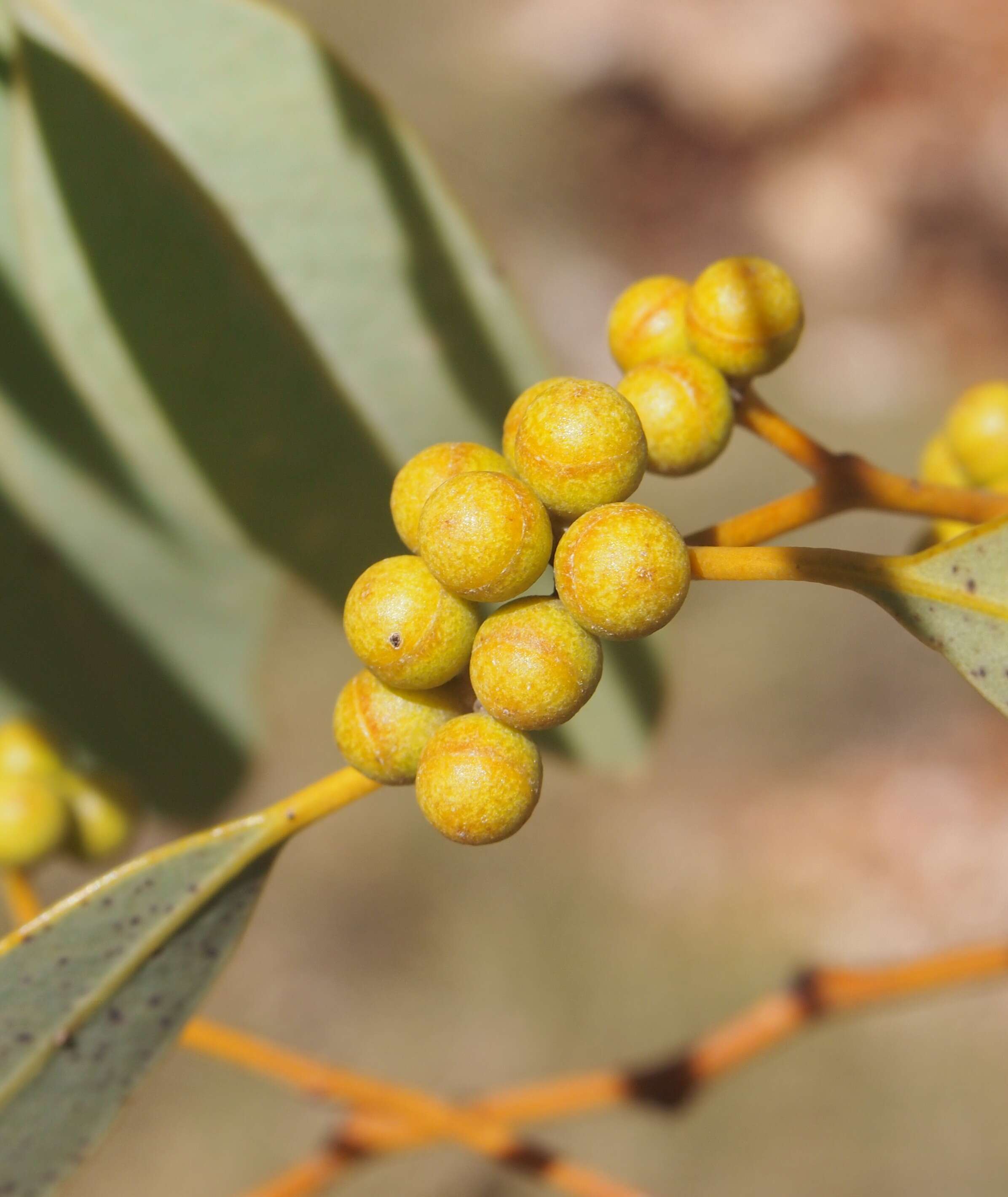 Imagem de Eucalyptus leucophloia M. I. H. Brooker