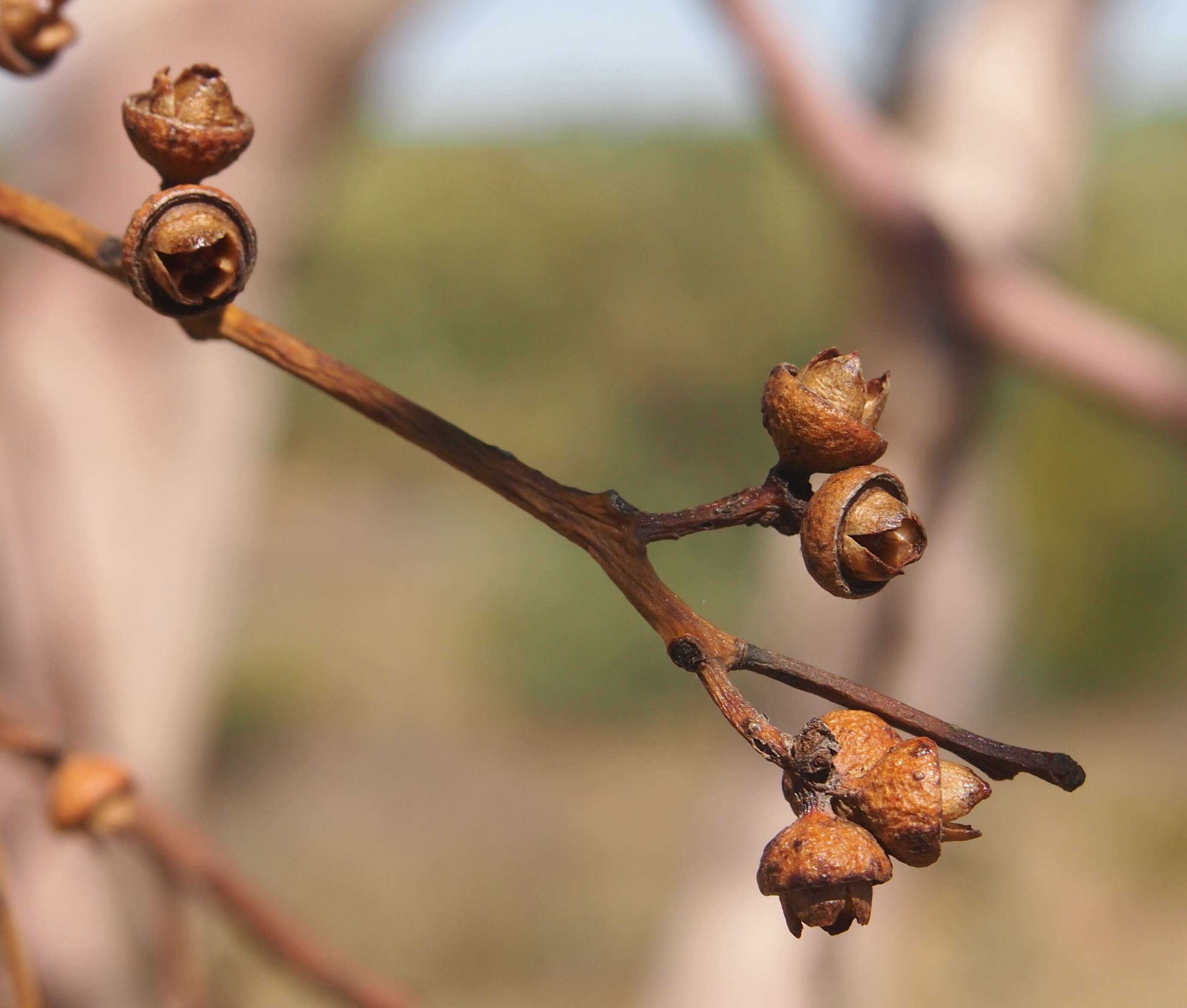 Imagem de Eucalyptus leucophloia M. I. H. Brooker