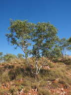 Image of Eucalyptus leucophloia M. I. H. Brooker