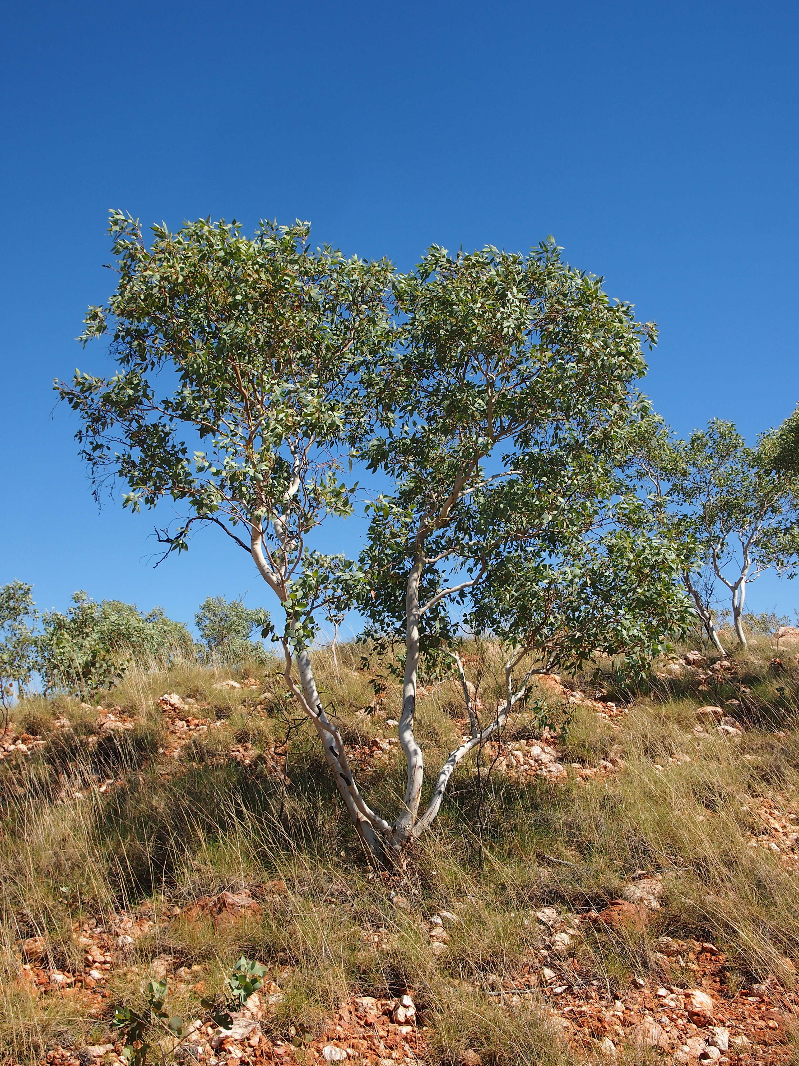 Image of Eucalyptus leucophloia M. I. H. Brooker