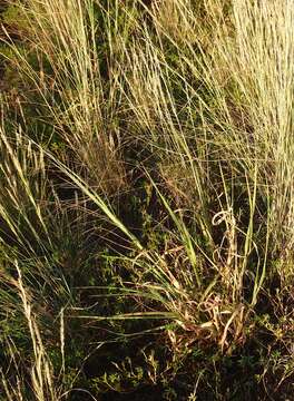 Image of Australian millet