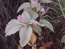 Image of Solanum quadriloculatum F. Müll.