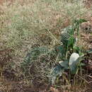 صورة Limonium gerberi A. Soldano