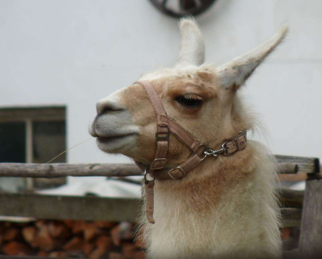 Image of llama