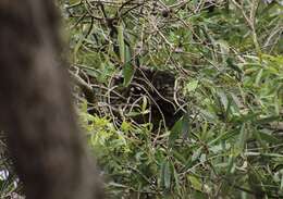 Image of Morelia spilota mcdowelli Wells & Wellington 1984