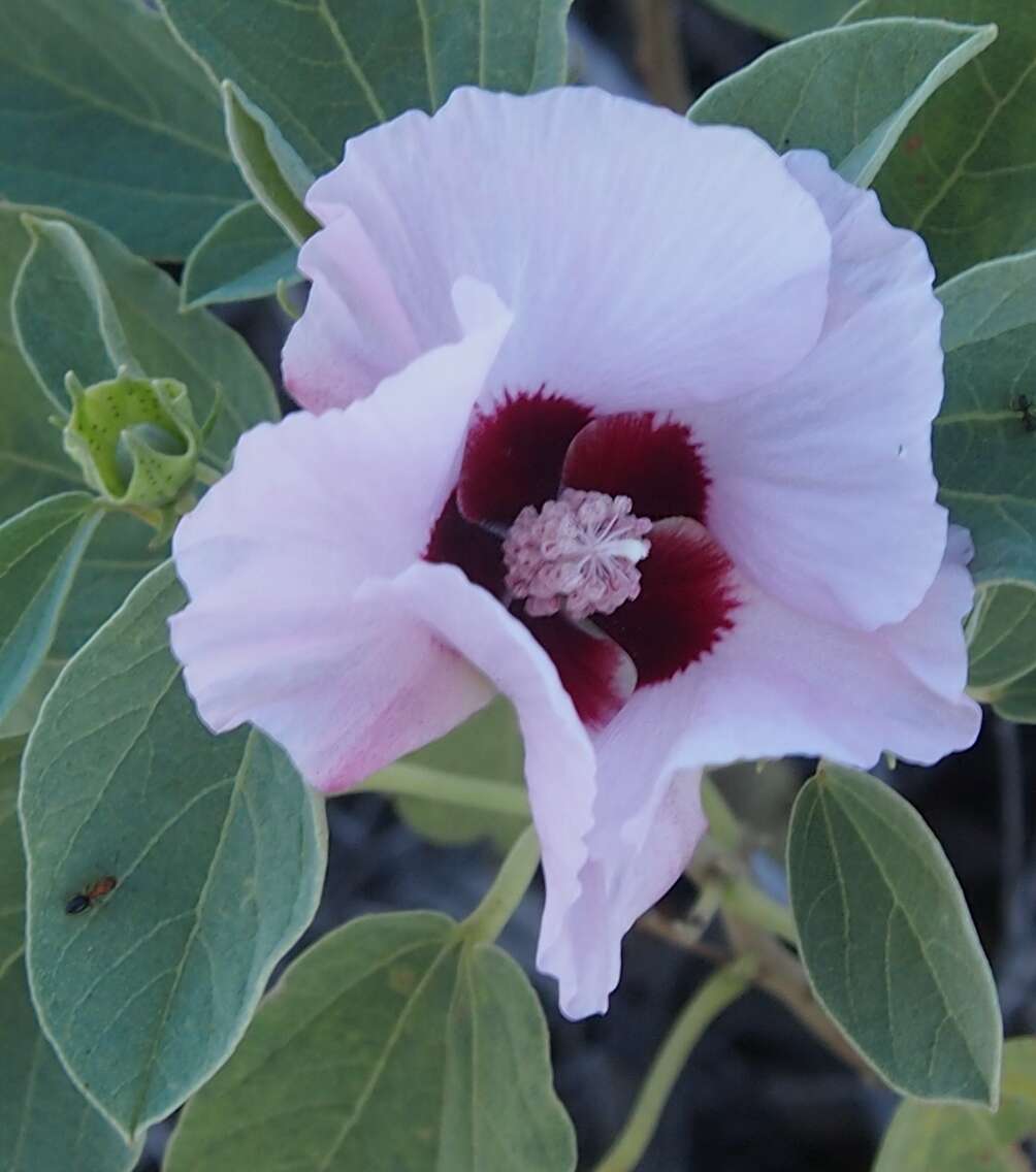 Image of Sturt's desert rose