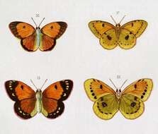 Image of Colias electo (Linnaeus 1763)