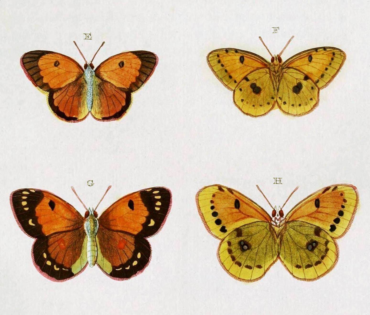 Image of Colias electo (Linnaeus 1763)