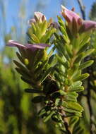 Image of Acmadenia rupicola I. Williams